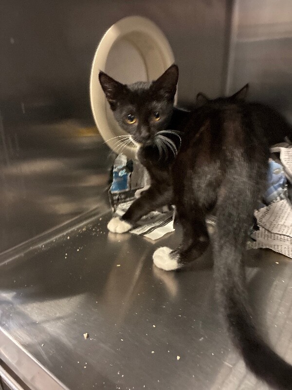 Shelter Stray Female Cat last seen , 1575 S Lincoln St, Stockton, CA 95206, USA