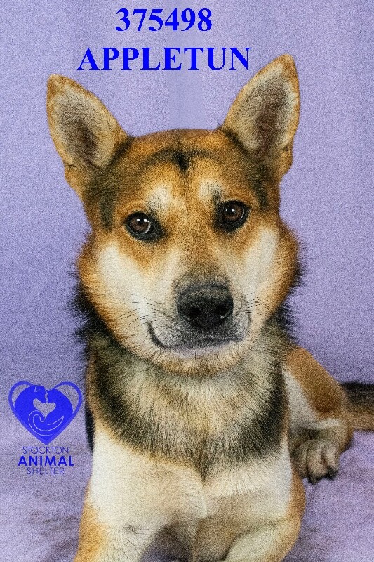 Shelter Stray Male Dog last seen Near W Poplar St, Stockton, CA 95203, USA, 1575 S Lincoln St, Stockton, CA 95206, USA