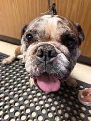 Shelter Stray Male Dog last seen Near N Sutter St, Stockton, CA 95202, USA, 1575 S Lincoln St, Stockton, CA 95206, USA
