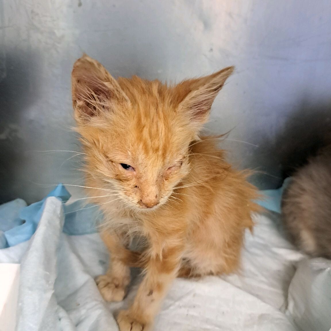 Shelter Stray Female Cat last seen Near Alvarado Ave, Stockton, CA 95204, USA, 1575 S Lincoln St, Stockton, CA 95206, USA