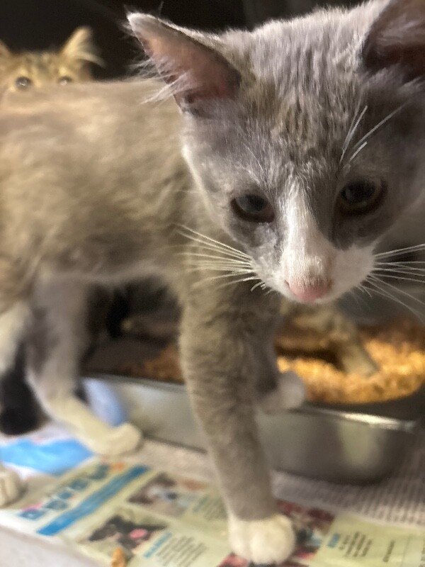 Shelter Stray Male Cat last seen Near Alvarado Ave, Stockton, CA 95204, USA, 1575 S Lincoln St, Stockton, CA 95206, USA
