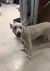 Shelter Stray Female Dog last seen Near Cosumnes Dr, Stockton, CA 95219, USA, 1575 S Lincoln St, Stockton, CA 95206, USA