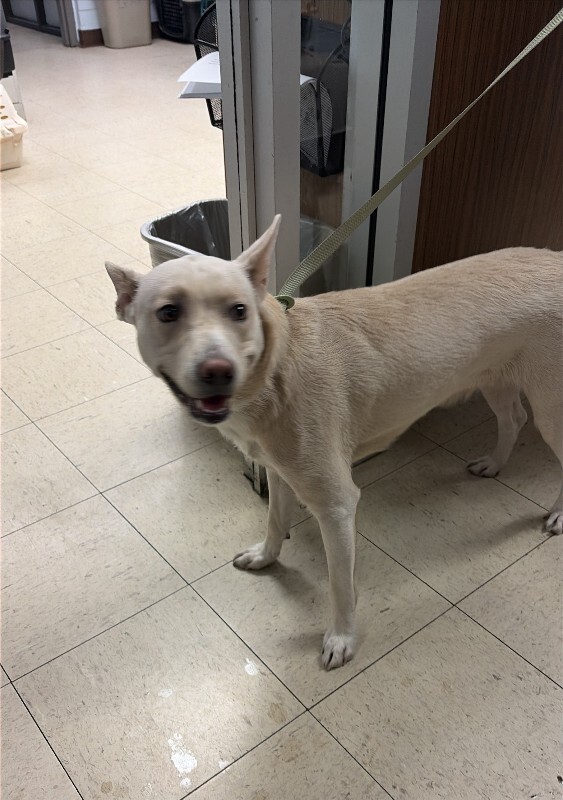 Shelter Stray Female Dog last seen Near Cosumnes Dr, Stockton, CA 95219, USA, 1575 S Lincoln St, Stockton, CA 95206, USA