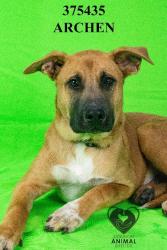 Shelter Stray Male Dog last seen Near S Walker Ln, Stockton, CA 95215, USA, 1575 S Lincoln St, Stockton, CA 95206, USA