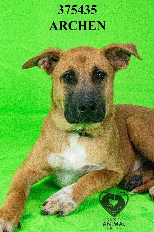 Shelter Stray Male Dog last seen Near S Walker Ln, Stockton, CA 95215, USA, 1575 S Lincoln St, Stockton, CA 95206, USA