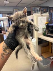 Shelter Stray Female Cat last seen Near Murphy Rd, Ripon, CA 95366, USA, 1575 S Lincoln St, Stockton, CA 95206, USA