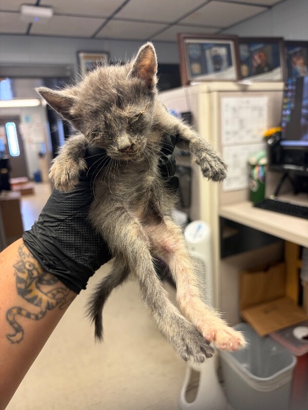 Shelter Stray Female Cat last seen Near Murphy Rd, Ripon, CA 95366, USA, 1575 S Lincoln St, Stockton, CA 95206, USA