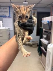 Shelter Stray Female Cat last seen Near Murphy Rd, Ripon, CA 95366, USA, 1575 S Lincoln St, Stockton, CA 95206, USA