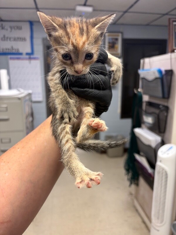Shelter Stray Female Cat last seen Near Murphy Rd, Ripon, CA 95366, USA, 1575 S Lincoln St, Stockton, CA 95206, USA