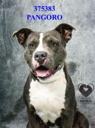 Shelter Stray Male Dog last seen Near S Lincoln St, Stockton, CA 95206, USA, 1575 S Lincoln St, Stockton, CA 95206, USA