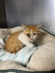 Shelter Stray  Cat last seen Near Kasson Rd, Tracy, CA 95304, USA, 1575 S Lincoln St, Stockton, CA 95206, USA