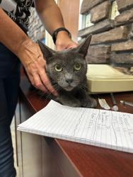 Shelter Stray Female Cat last seen Near Lake Dr, Stockton, CA 95204, USA, 1575 S Lincoln St, Stockton, CA 95206, USA