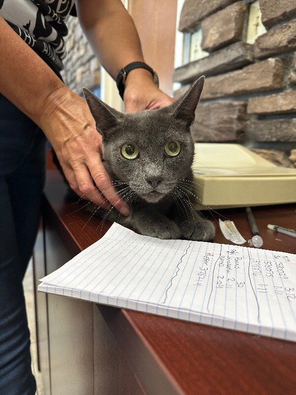 Shelter Stray Female Cat last seen Near Lake Dr, Stockton, CA 95204, USA, 1575 S Lincoln St, Stockton, CA 95206, USA