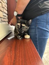 Shelter Stray Female Cat last seen Near Lake Dr, Stockton, CA 95204, USA, 1575 S Lincoln St, Stockton, CA 95206, USA
