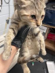 Shelter Stray Female Cat last seen Near Laughlin Ave, Stockton, CA 95212, USA, 1575 S Lincoln St, Stockton, CA 95206, USA
