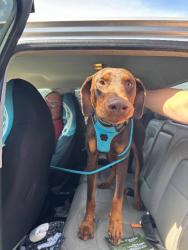 Shelter Stray Male Dog last seen E Fremont St, Stockton, CA, USA, 1575 S Lincoln St, Stockton, CA 95206, USA