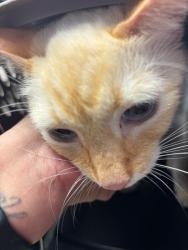 Shelter Stray Male Cat last seen , 1575 S Lincoln St, Stockton, CA 95206, USA