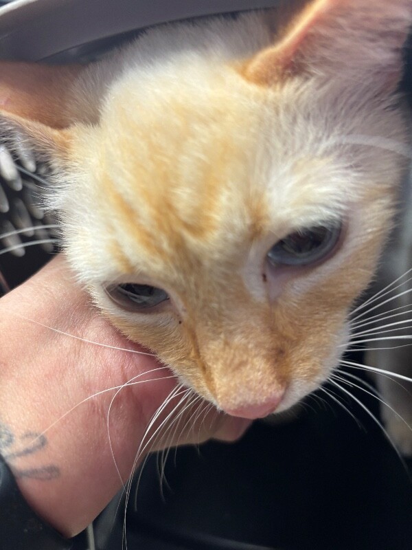 Shelter Stray Male Cat last seen , 1575 S Lincoln St, Stockton, CA 95206, USA