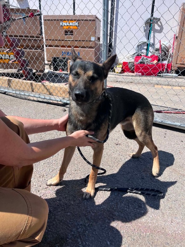 Shelter Stray Male Dog last seen Near Alpine Rd, Stockton, CA 95212, USA, 1575 S Lincoln St, Stockton, CA 95206, USA