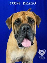 Shelter Stray Male Dog last seen Near Elaine Dr, Stockton, CA 95207, USA, 1575 S Lincoln St, Stockton, CA 95206, USA