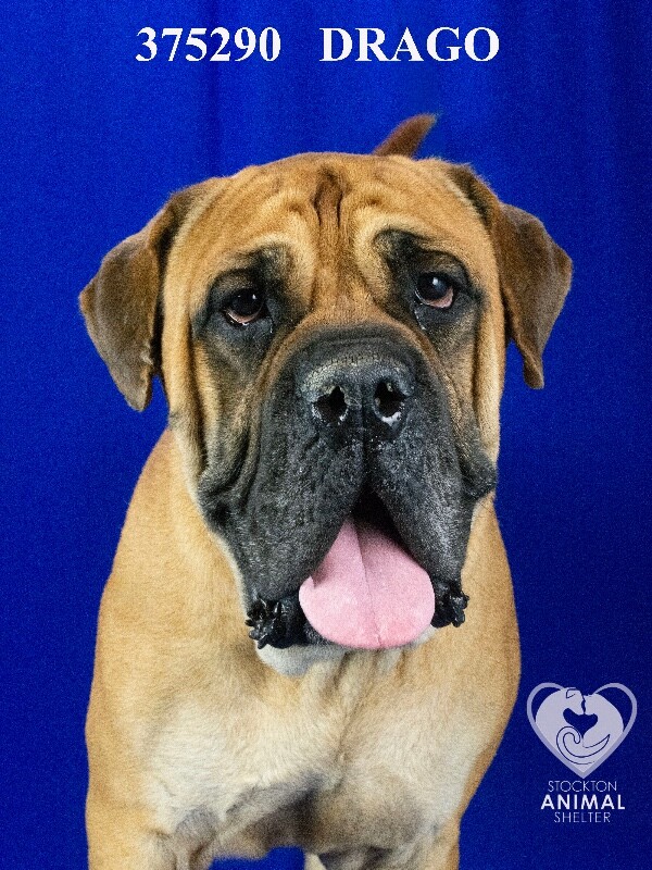Shelter Stray Male Dog last seen Near Elaine Dr, Stockton, CA 95207, USA, 1575 S Lincoln St, Stockton, CA 95206, USA