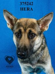 Shelter Stray Female Dog last seen Near Monte Diablo Ave, Stockton, CA 95203, USA, 1575 S Lincoln St, Stockton, CA 95206, USA