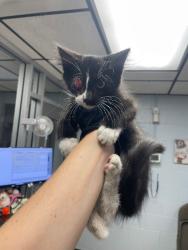 Shelter Stray Male Cat last seen Sonata Ct, Stockton, CA 95212, USA, 1575 S Lincoln St, Stockton, CA 95206, USA