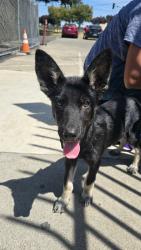 Shelter Stray Male Dog last seen Near Della St, Stockton, CA 95205, USA, 1575 S Lincoln St, Stockton, CA 95206, USA