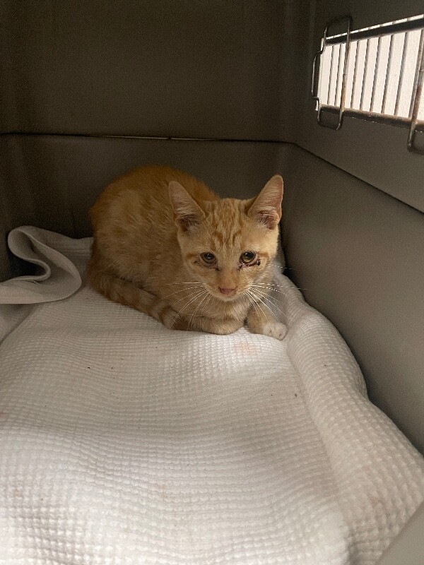 Shelter Stray Male Cat last seen Near Acacia St, Stockton, CA 95203, USA, 1575 S Lincoln St, Stockton, CA 95206, USA