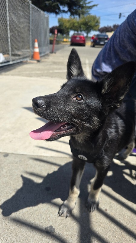 Shelter Stray Male Dog last seen Near Della St, Stockton, CA 95205, USA, 1575 S Lincoln St, Stockton, CA 95206, USA