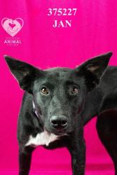 Shelter Stray Female Dog last seen Near Performance Dr, Stockton, CA 95206, USA, 1575 S Lincoln St, Stockton, CA 95206, USA