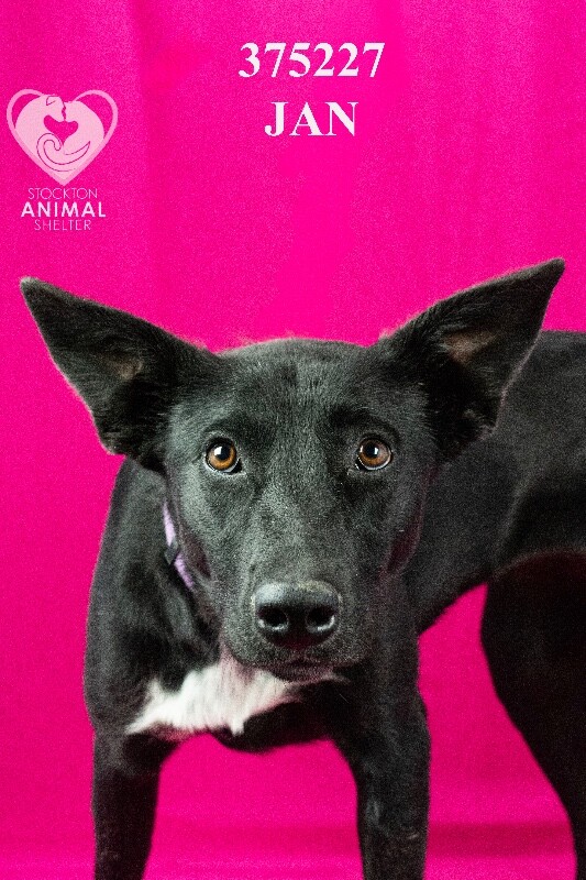 Shelter Stray Female Dog last seen Near Performance Dr, Stockton, CA 95206, USA, 1575 S Lincoln St, Stockton, CA 95206, USA