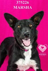 Shelter Stray Female Dog last seen Near Performance Dr, Stockton, CA 95206, USA, 1575 S Lincoln St, Stockton, CA 95206, USA
