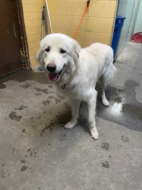 Shelter Stray Male Dog last seen Near Tamarisk Ave, Stockton, CA 95207, USA, 1575 S Lincoln St, Stockton, CA 95206, USA