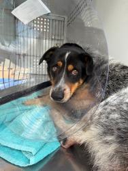 Shelter Stray Male Dog last seen Near S California St, Stockton, CA 95206, USA, 1575 S Lincoln St, Stockton, CA 95206, USA