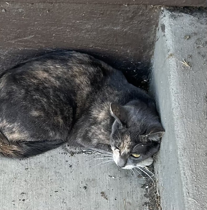 Shelter Stray Female Cat last seen Near E Main St, Stockton, CA 95205, USA, 1575 S Lincoln St, Stockton, CA 95206, USA