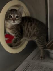 Shelter Stray Female Cat last seen Near Germanna Ct, Stockton, CA 95219, USA, 1575 S Lincoln St, Stockton, CA 95206, USA