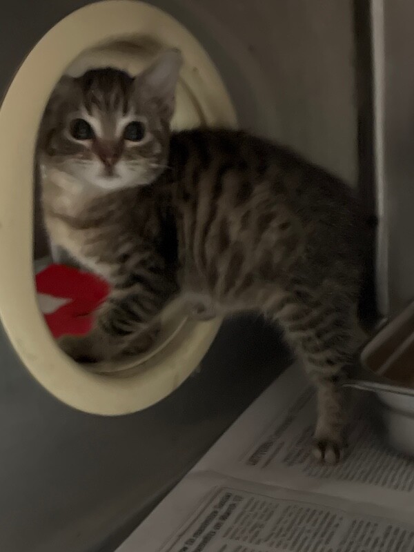 Shelter Stray Female Cat last seen Near Germanna Ct, Stockton, CA 95219, USA, 1575 S Lincoln St, Stockton, CA 95206, USA
