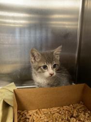 Shelter Stray Male Cat last seen Near Berrendo Ln, Stockton, CA 95207, USA, 1575 S Lincoln St, Stockton, CA 95206, USA