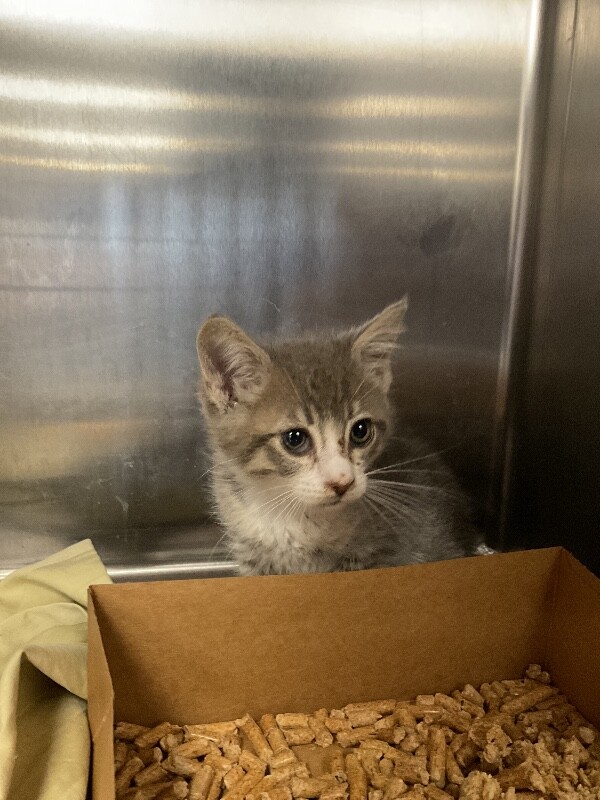 Shelter Stray Male Cat last seen Near Berrendo Ln, Stockton, CA 95207, USA, 1575 S Lincoln St, Stockton, CA 95206, USA