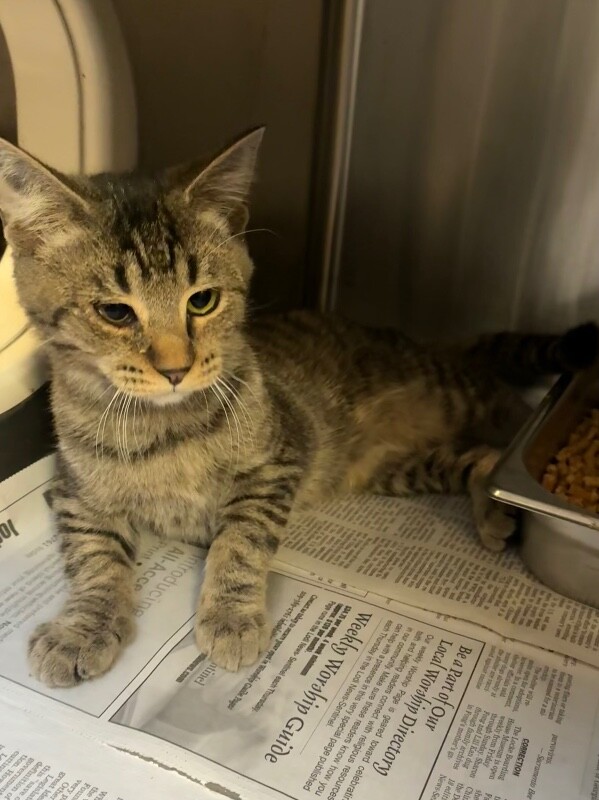 Shelter Stray Male Cat last seen Near E Cleveland St, Stockton, CA 95204, USA, 1575 S Lincoln St, Stockton, CA 95206, USA