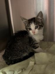 Shelter Stray Female Cat last seen Near Poetry Ct, Stockton, CA 95206, USA, 1575 S Lincoln St, Stockton, CA 95206, USA