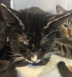 Shelter Stray Male Cat last seen Stockton, CA 95207, USA, 1575 S Lincoln St, Stockton, CA 95206, USA