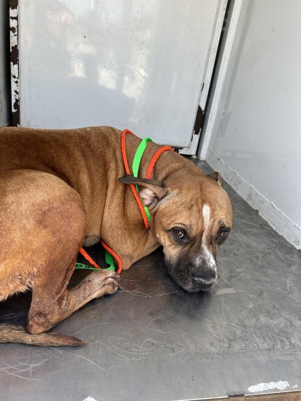 Shelter Stray Female Dog last seen Near Rose Marie Ln, Stockton, CA 95207, USA, 1575 S Lincoln St, Stockton, CA 95206, USA