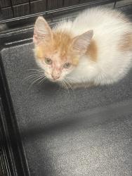 Shelter Stray Male Cat last seen Near W March Ln, Stockton, CA 95207, USA, 1575 S Lincoln St, Stockton, CA 95206, USA