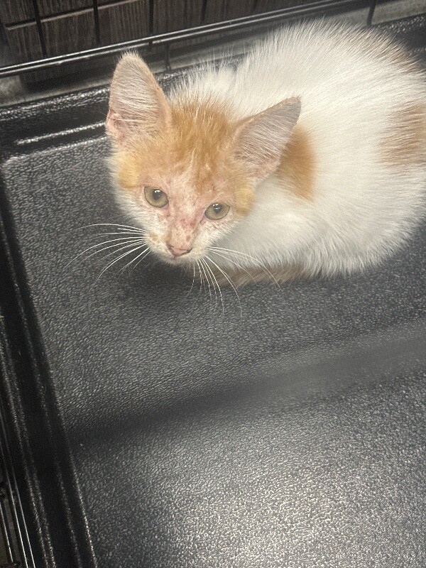 Shelter Stray Male Cat last seen Near W March Ln, Stockton, CA 95207, USA, 1575 S Lincoln St, Stockton, CA 95206, USA