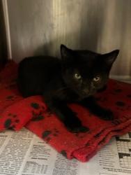 Shelter Stray Male Cat last seen Near W March Ln, Stockton, CA 95219, USA, 1575 S Lincoln St, Stockton, CA 95206, USA