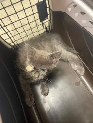 Shelter Stray Female Cat last seen Near W, 1453 French Camp Rd, Stockton, CA 95206, USA, 1575 S Lincoln St, Stockton, CA 95206, USA