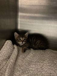 Shelter Stray Female Cat last seen Near Monte Diablo Ave, Stockton, CA 95203, USA, 1575 S Lincoln St, Stockton, CA 95206, USA
