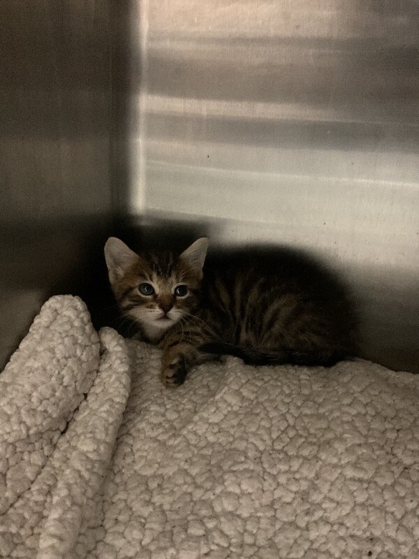Shelter Stray Female Cat last seen Near Monte Diablo Ave, Stockton, CA 95203, USA, 1575 S Lincoln St, Stockton, CA 95206, USA